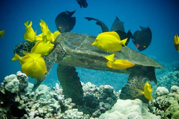 Diving with turtles